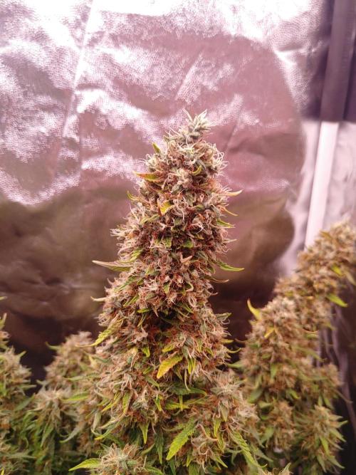 Special Queen #1 | Indoor | Grow #4. Week 12 - Plant #2, main cola