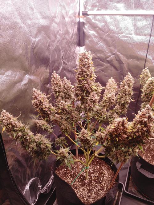 Special Queen #1 | Indoor | Grow #4. Week 12 - Plant #1