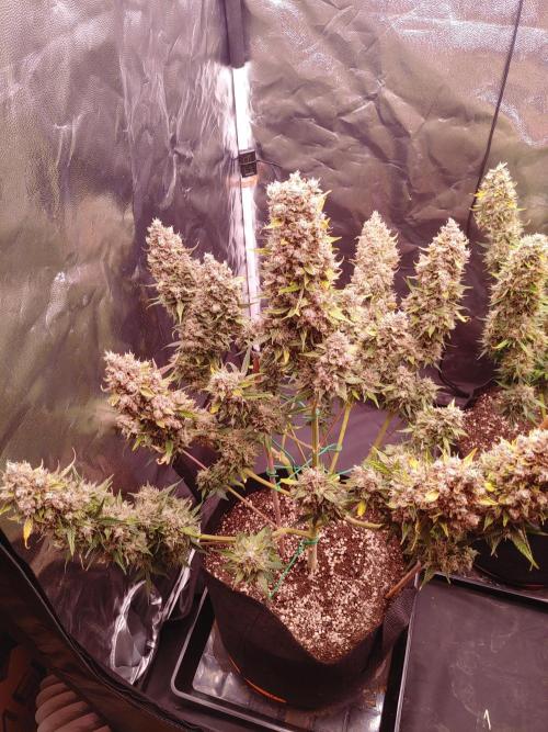 Special Queen #1 | Indoor | Grow #4. Week 12 - Plant #1