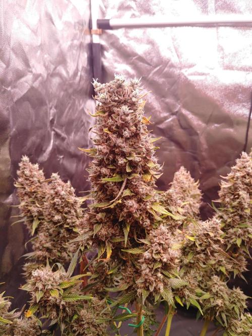 Special Queen #1 | Indoor | Grow #4. Week 12 - Plant #1, main cola