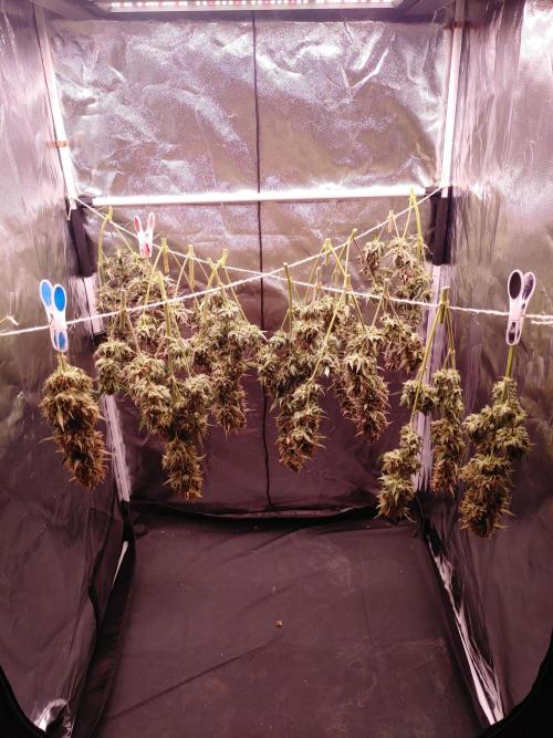 Special Queen #1 | Indoor | Grow #4. Week 12