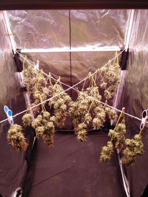 Special Queen #1 | Indoor | Grow #4. Week 12