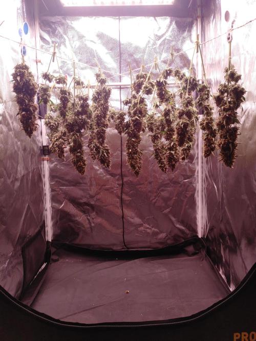 Special Queen #1 | Indoor | Grow #4. Week 12
