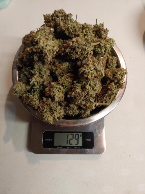 Special Queen #1 | Indoor | Grow #4. Week 12 - Plant #1