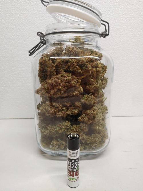 Special Queen #1 | Indoor | Grow #4. Week 12 - Plant #1