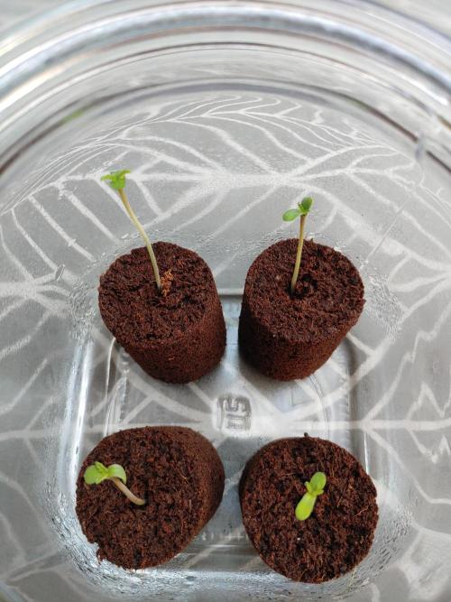 Northern Light Auto | Indoor | Grow #5. Week 0