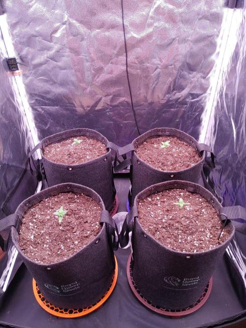 Northern Light Auto | Indoor | Grow #5. Week 1