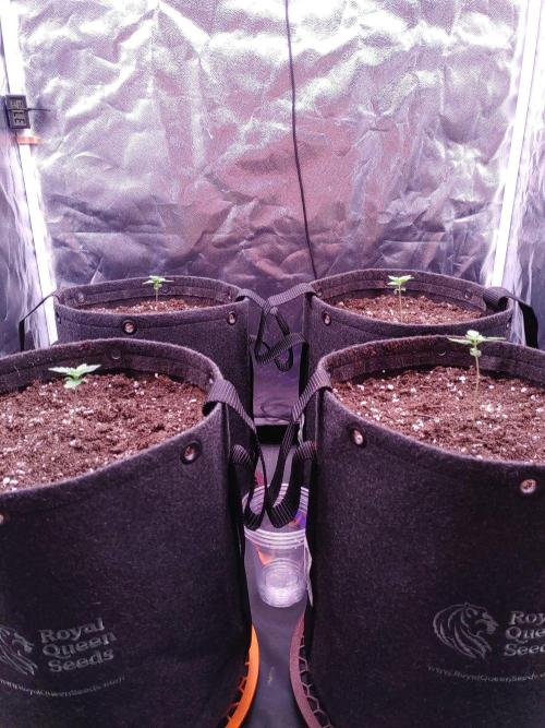 Northern Light Auto | Indoor | Grow #5. Week 1