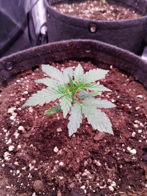 Northern Light Auto | Indoor | Grow #5. Week 2 - Front left