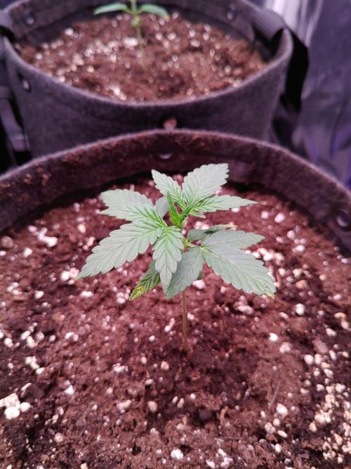 Northern Light Auto | Indoor | Grow #5. Week 2 - Front right