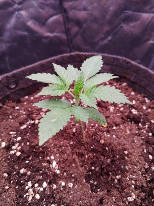 Northern Light Auto | Indoor | Grow #5. Week 2 - Rear right