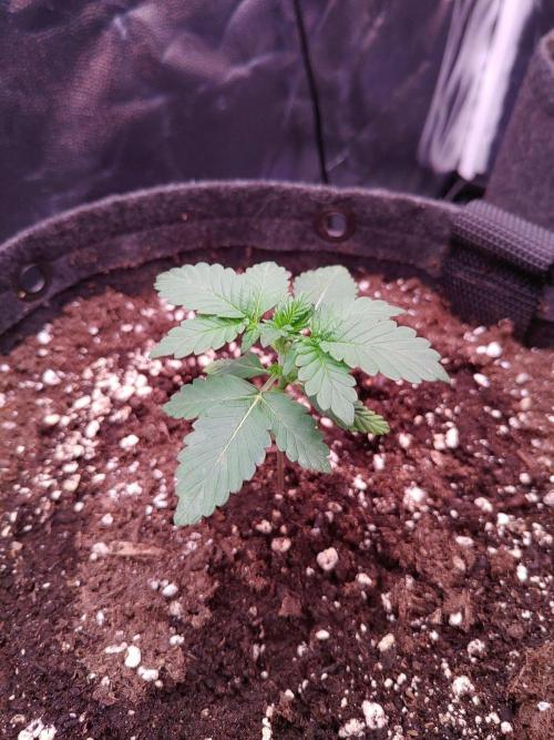 Northern Light Auto | Indoor | Grow #5. Week 2 - Rear left