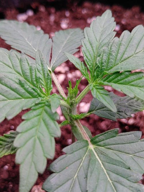 Northern Light Auto | Indoor | Grow #5. Week 2 - Front left, after trim
