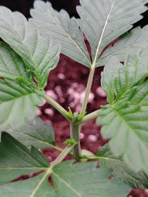 Northern Light Auto | Indoor | Grow #5. Week 2 - Rear right, after topping