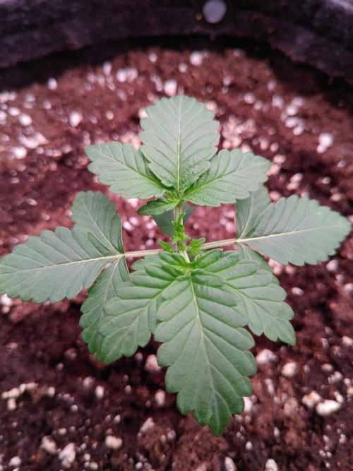 Northern Light Auto | Indoor | Grow #5. Week 2 - Rear left, after trim