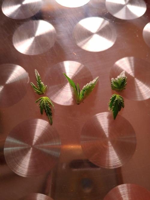 Northern Light Auto | Indoor | Grow #5. Week 2