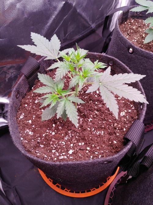 Northern Light Auto | Indoor | Grow #5. Week 3 - Front-Left