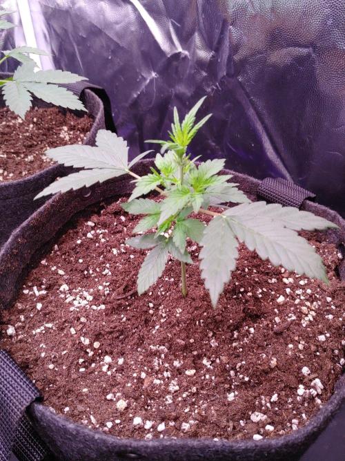Northern Light Auto | Indoor | Grow #5. Week 3 - Front-Right