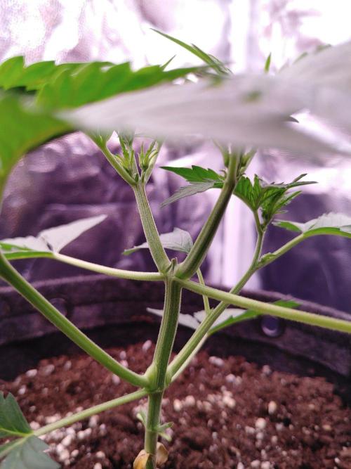 Northern Light Auto | Indoor | Grow #5. Week 3 - Rear-Right