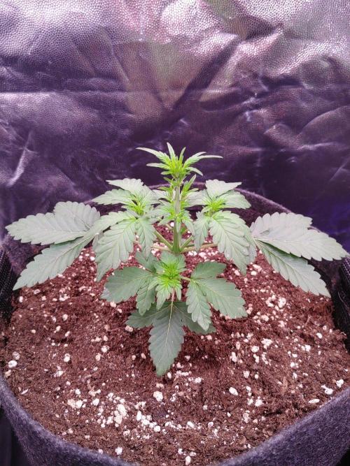 Northern Light Auto | Indoor | Grow #5. Week 3 - Rear-Left