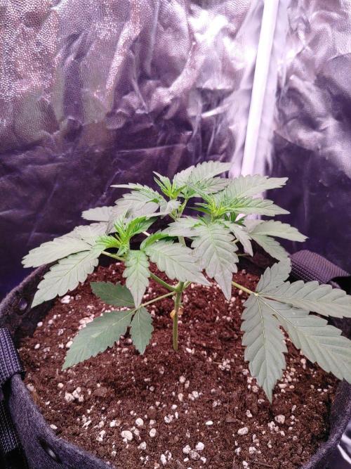 Northern Light Auto | Indoor | Grow #5. Week 3 - Rear-Right
