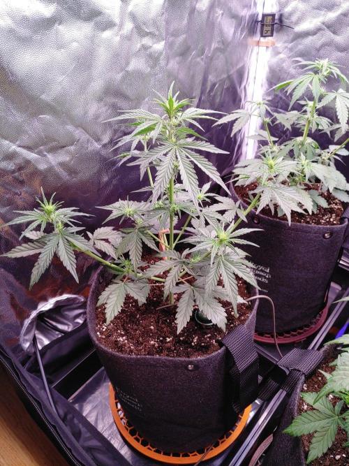 Northern Light Auto | Indoor | Grow #5. Week 4 - Front-Left