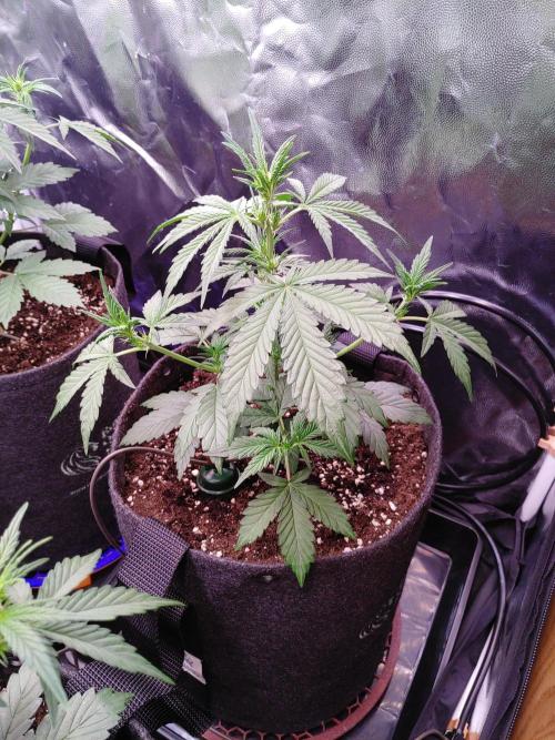 Northern Light Auto | Indoor | Grow #5. Week 4 - Front-Right