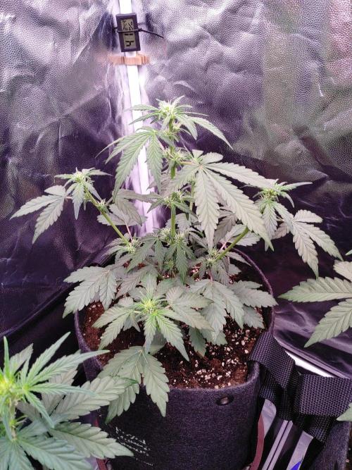 Northern Light Auto | Indoor | Grow #5. Week 4 - Rear-Left