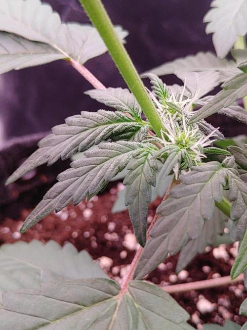 Northern Light Auto | Indoor | Grow #5. Week 4 - Rear-Left, first trichomes