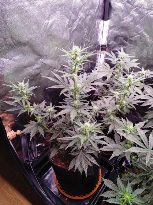 Northern Light Auto | Indoor | Grow #5. Week 5 - Front-left