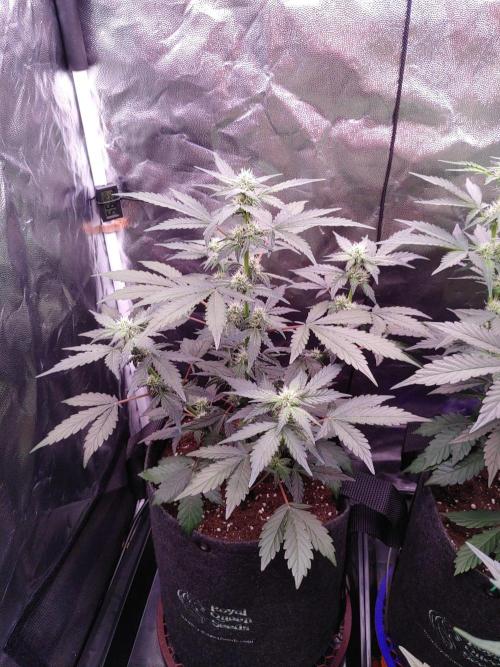 Northern Light Auto | Indoor | Grow #5. Week 5 - Rear-left