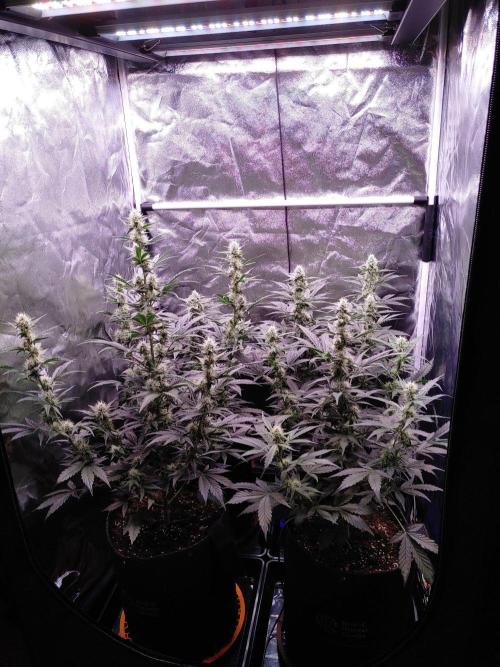 Northern Light Auto | Indoor | Grow #5. Week 6