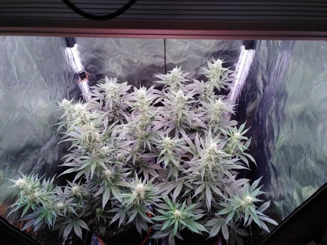 Northern Light Auto | Indoor | Grow #5. Week 6