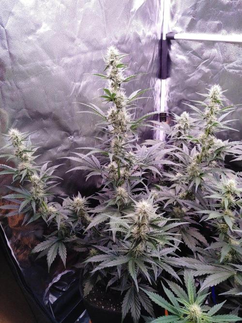 Northern Light Auto | Indoor | Grow #5. Week 6 - Front-Left