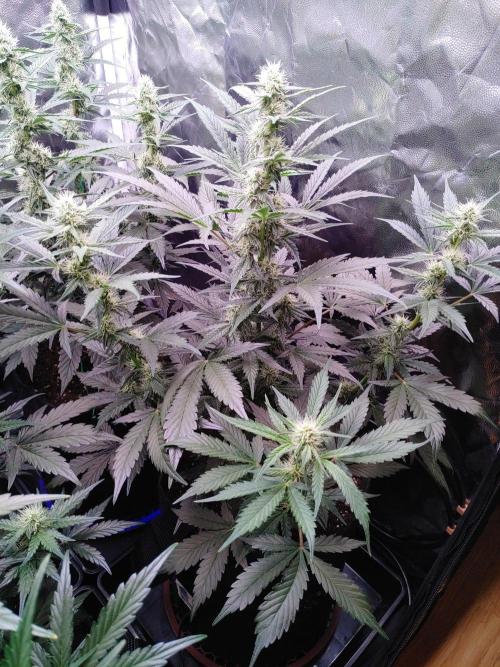 Northern Light Auto | Indoor | Grow #5. Week 6 - Front-Right