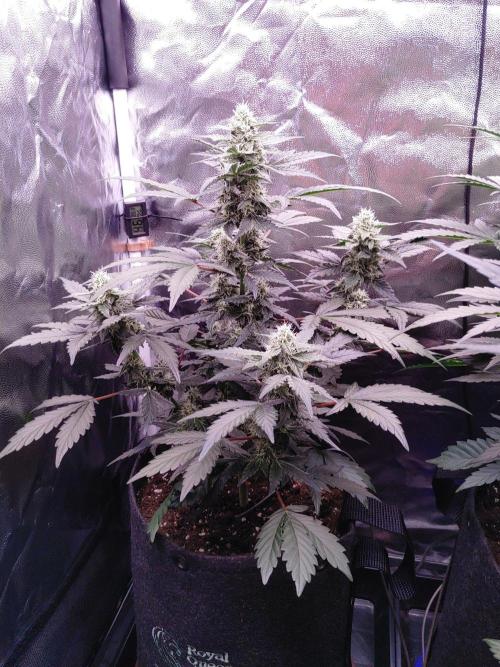Northern Light Auto | Indoor | Grow #5. Week 6 - Rear-Left