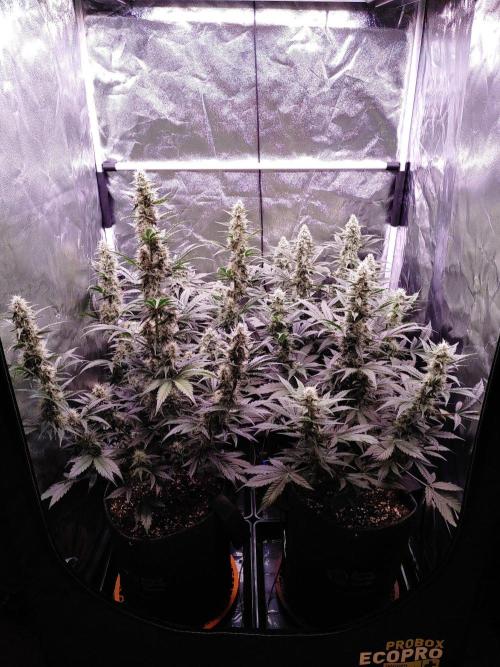 Northern Light Auto | Indoor | Grow #5. Week 7