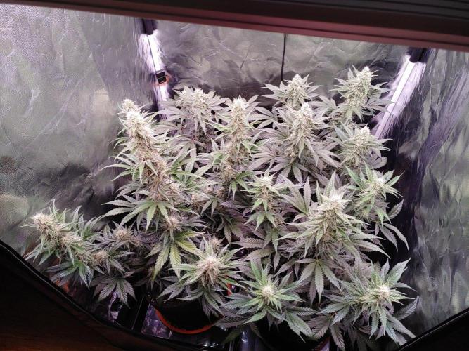 Northern Light Auto | Indoor | Grow #5. Week 7
