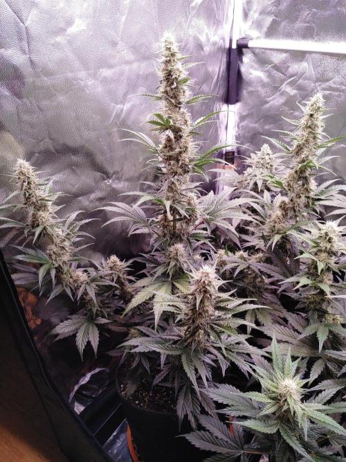 Northern Light Auto | Indoor | Grow #5. Week 7 - Front-left