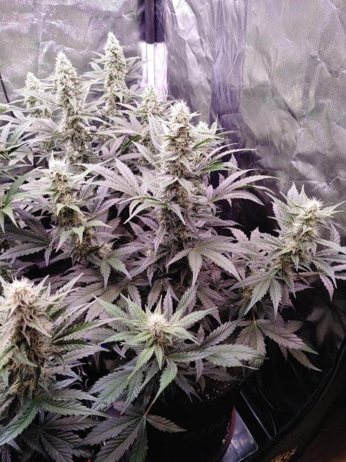 Northern Light Auto | Indoor | Grow #5. Week 7 - Front-right