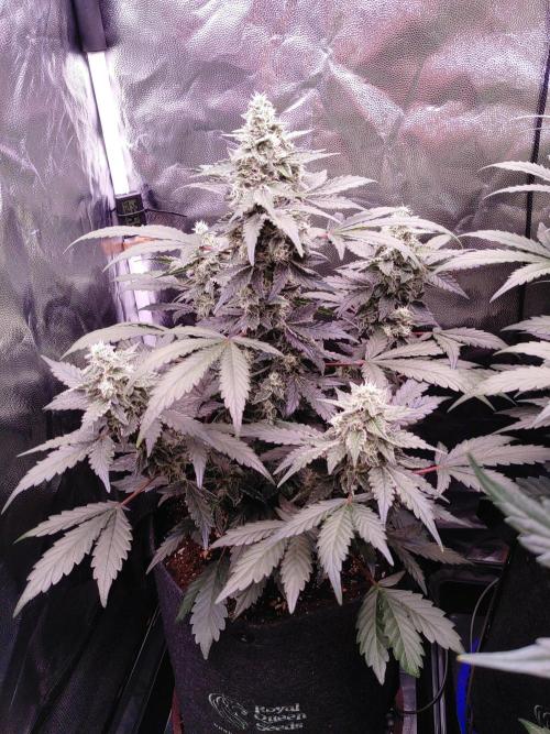 Northern Light Auto | Indoor | Grow #5. Week 7 - Rear-left