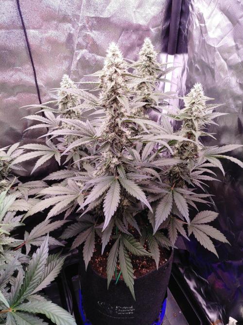 Northern Light Auto | Indoor | Grow #5. Week 7 - Rear-right