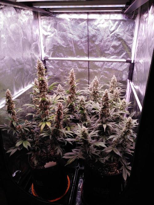Northern Light Auto | Indoor | Grow #5. Week 8