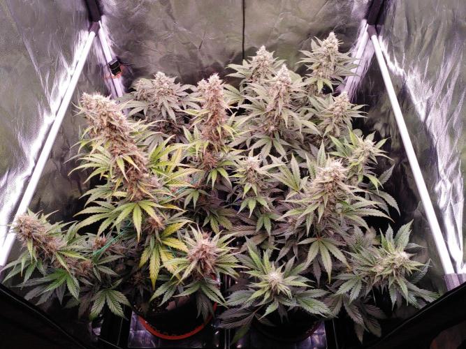 Northern Light Auto | Indoor | Grow #5. Week 8