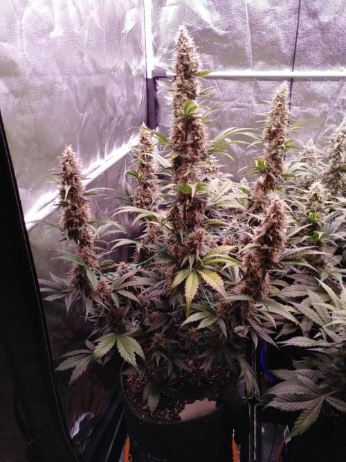 Northern Light Auto | Indoor | Grow #5. Week 8 - Front-left