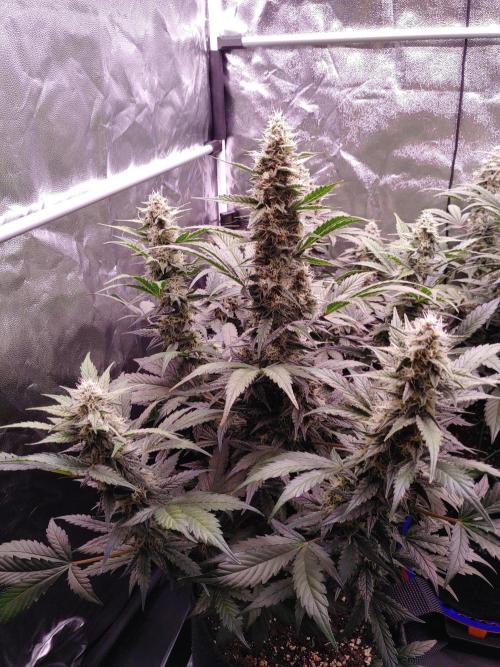 Northern Light Auto | Indoor | Grow #5. Week 8 - Front-right