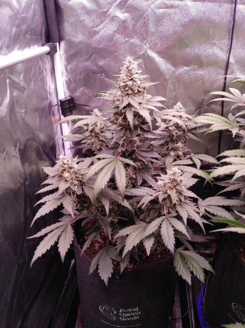 Northern Light Auto | Indoor | Grow #5. Week 8 - Rear-left