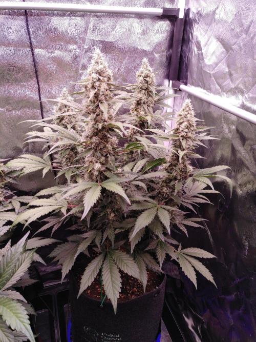 Northern Light Auto | Indoor | Grow #5. Week 8 - Rear-right