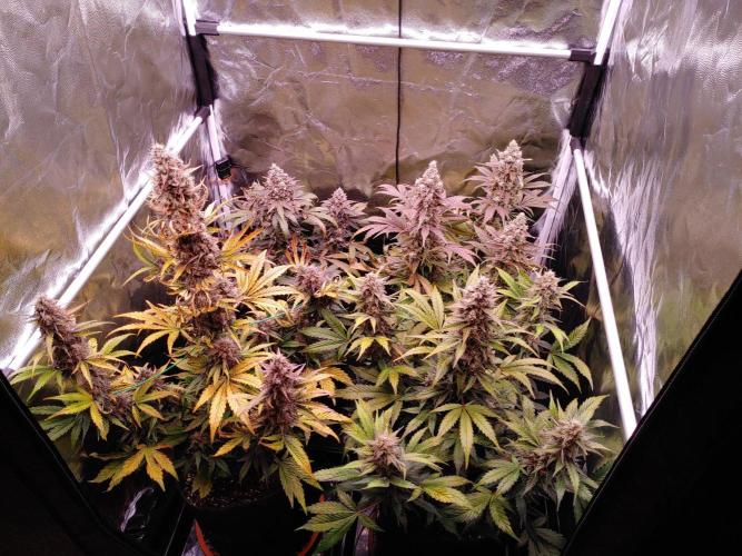 Northern Light Auto | Indoor | Grow #5. Week 9 - Before cleanup
