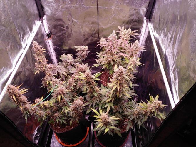 Northern Light Auto | Indoor | Grow #5. Week 9 - After cleanup
